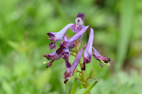 Corydalis solida, 현호색  Corydalis solida,Fumewort,Geotagged,South Korea,Spring,현호색