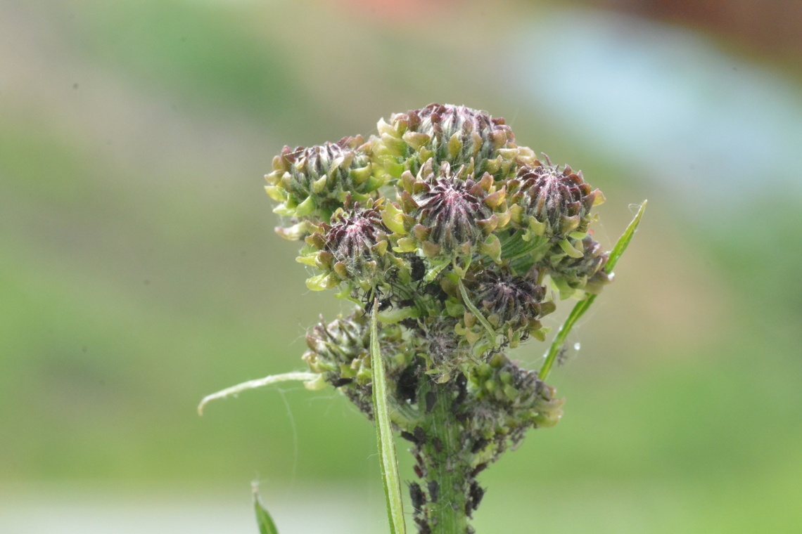 Hemisteptia lyrata, 지칭개 been attacking by Aphidini. Geotagged,Hemisteptia lyrata,South Korea,Spring,지칭개