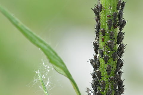 Aphidini, 진딧물 Easy to find this parasite, but hard to find scholastic name. Aphis armata? Aphidini,Geotagged,South Korea,Spring,진딧물