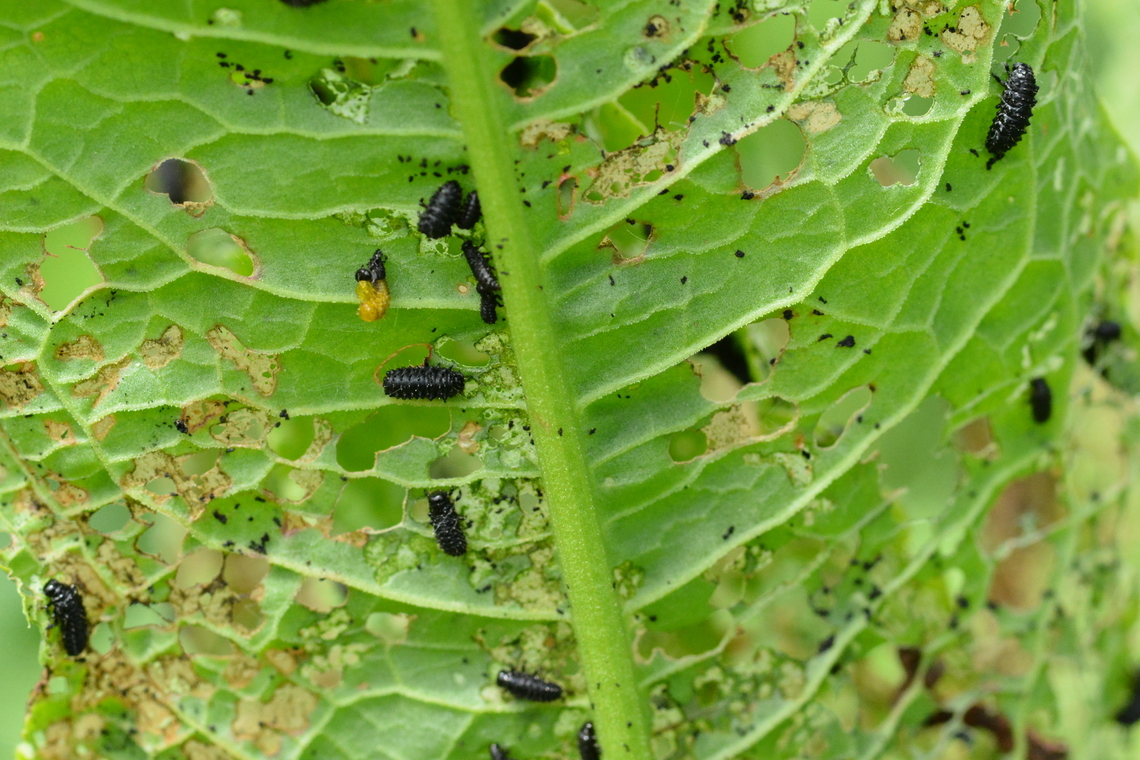 Gastrophysa viridula (Larvae), 딱정벌레 유충 Larvae of green dock beetle Gastrophysa viridula,Geotagged,Green Dock-Beetle (G. viridula),South Korea,Spring,beetle larvae,딱정벌레 유충