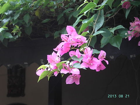 Bougainvillea spectabilis, 부겐빌리아  Bougainvillea spectabilis,Geotagged,Nepal,Summer,부겐빌리아
