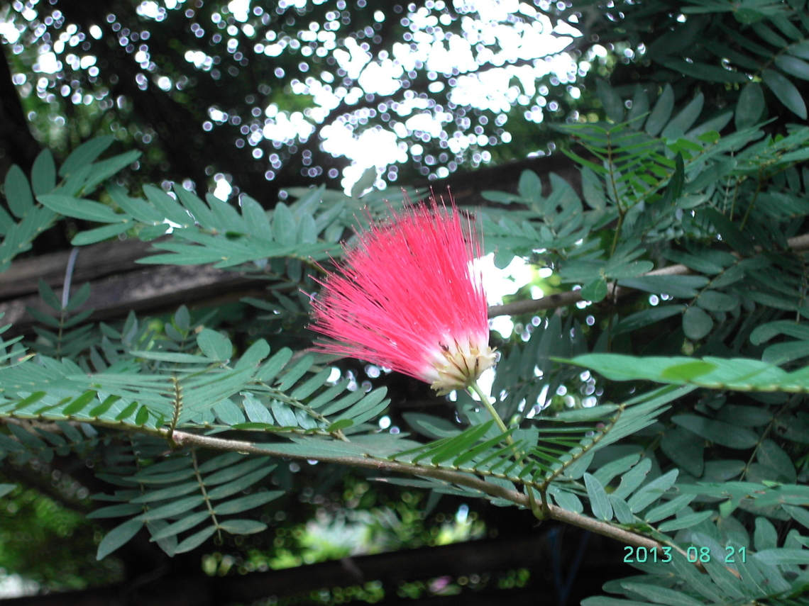 Calliandra haematocephala, 홍자귀나무  Calliandra haematocephala,Geotagged,Nepal,Summer,홍자귀나무