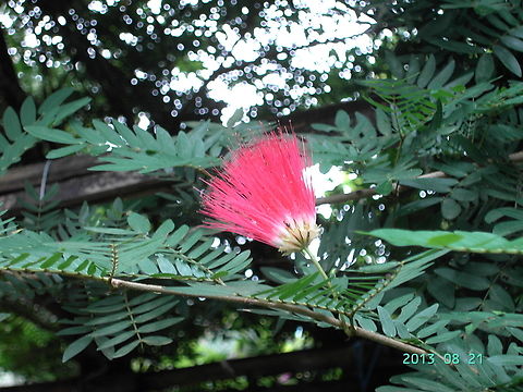 Calliandra haematocephala, 홍자귀나무  Calliandra haematocephala,Geotagged,Nepal,Summer,홍자귀나무