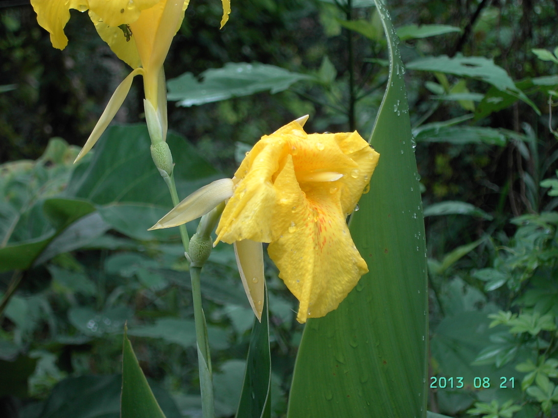 Canna flaccida, 칸나  Bandana-of-the-everglades,Canna flaccida,Geotagged,Nepal,Summer,칸나꽃