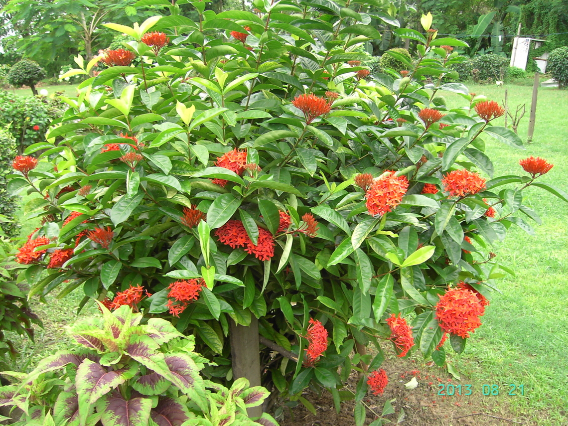 Ixora chinensis, 익소라  Chinese Ixora,Geotagged,Ixora chinensis,Nepal,Summer,익소라