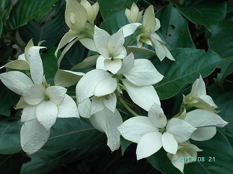 Mussaenda roxburghii, Himalayan Mussaenda, 무사엔다  Geotagged,Himalayan Mussaenda,Mussaenda roxburghii,Nepal,Summer,무사엔다