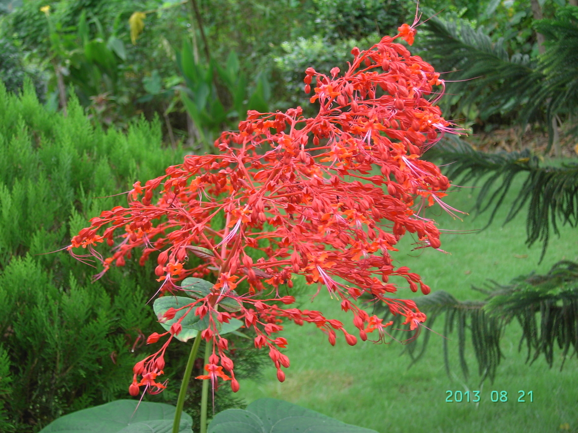 Clerodendrum paniculatum, 크리로덴드럼  Clerodendrum paniculatum,Geotagged,Nepal,Pagoda Flower,Summer,크리로덴드럼