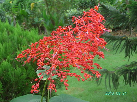 Clerodendrum paniculatum, 크리로덴드럼  Clerodendrum paniculatum,Geotagged,Nepal,Pagoda Flower,Summer,크리로덴드럼