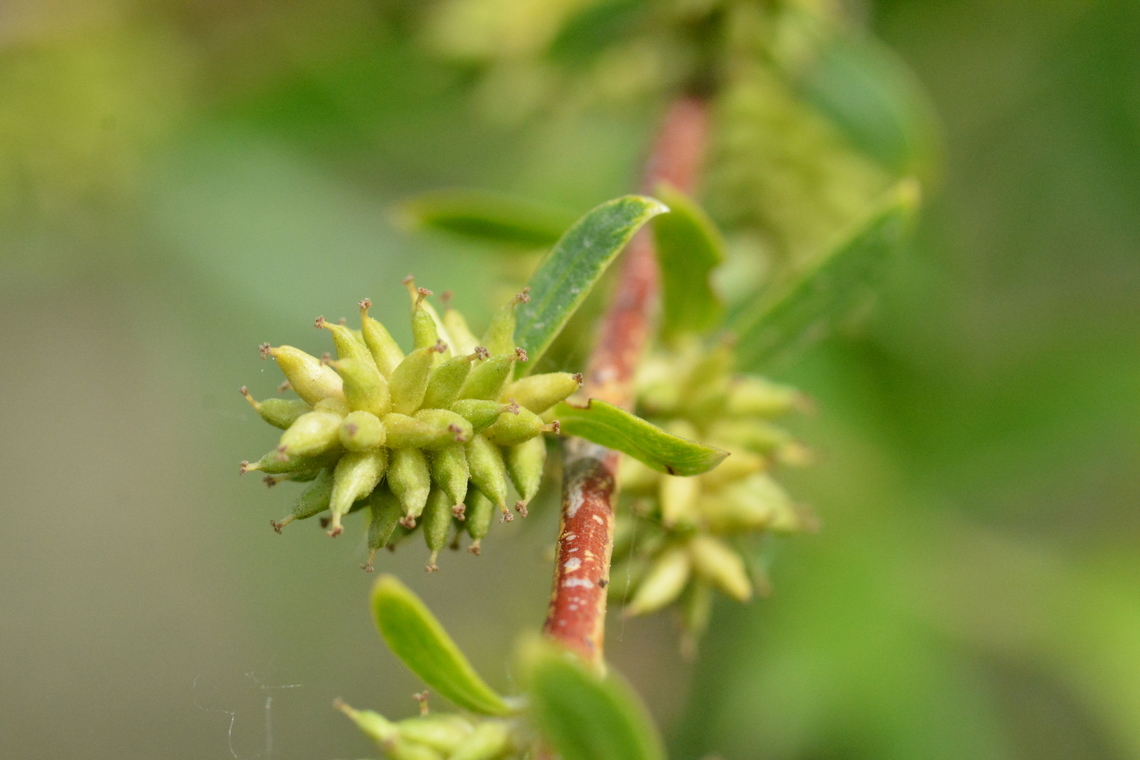 Salix pseudolasiogyne, 능수버들  Geotagged,Salix,South Korea,Spring,Willow,능수버들