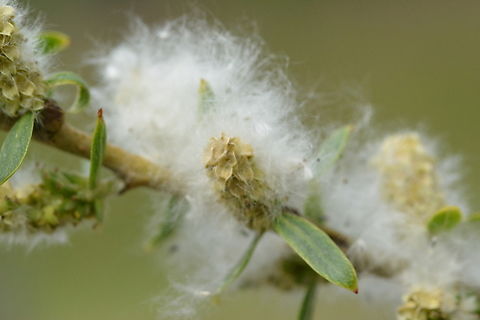 Salix pseudolasiogyne, 능수버들  능수버들