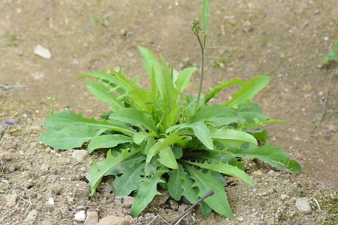 Leontodon hispidus, 씀바귀 It has bitter taste, but Koreans like as a good appetizer. Geotagged,Leontodon hispidus,South Korea,Spring,씀바귀