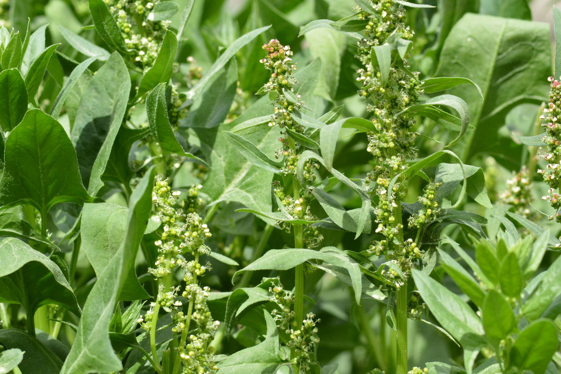 Spinacia oleracea,시금치 Do you remember Popeye? All we can get energy from the spinach! Geotagged,South Korea,Spinach,Spinacia oleracea,Spring,시금치