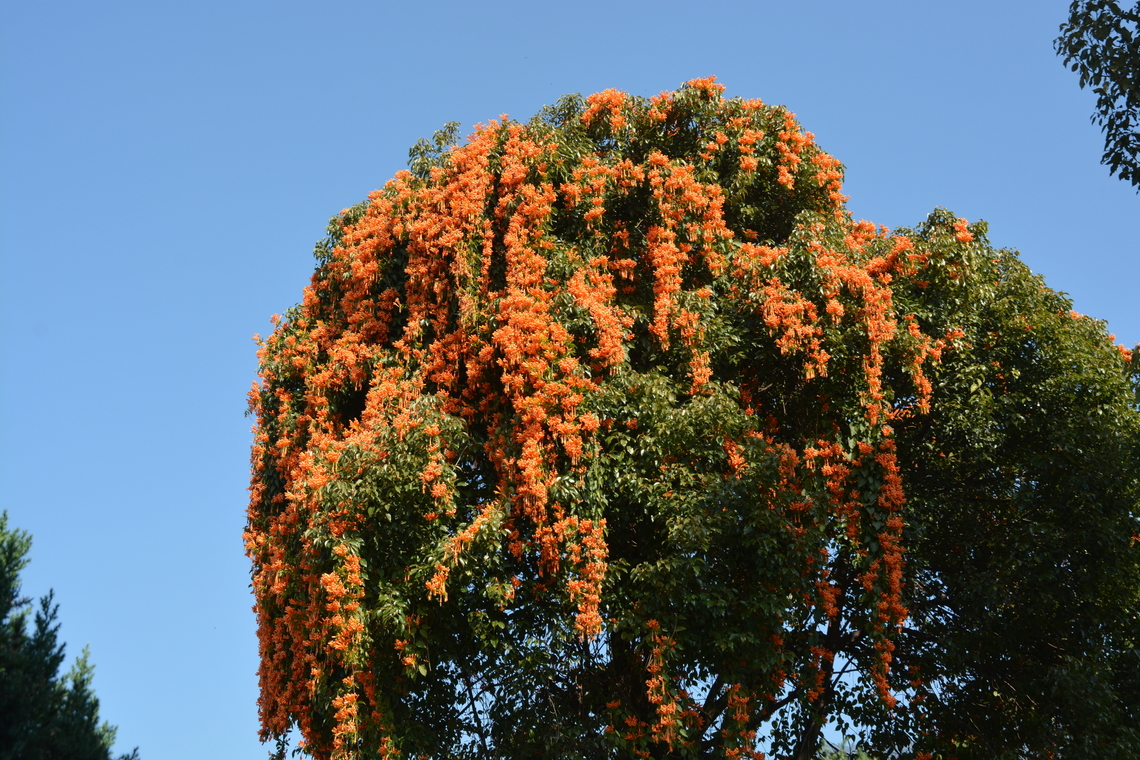 Pyrostegia venusta, 파장화 Flame vine Geotagged,Nepal,Orange trumpet,Pyrostegia venusta,Winter,파장화