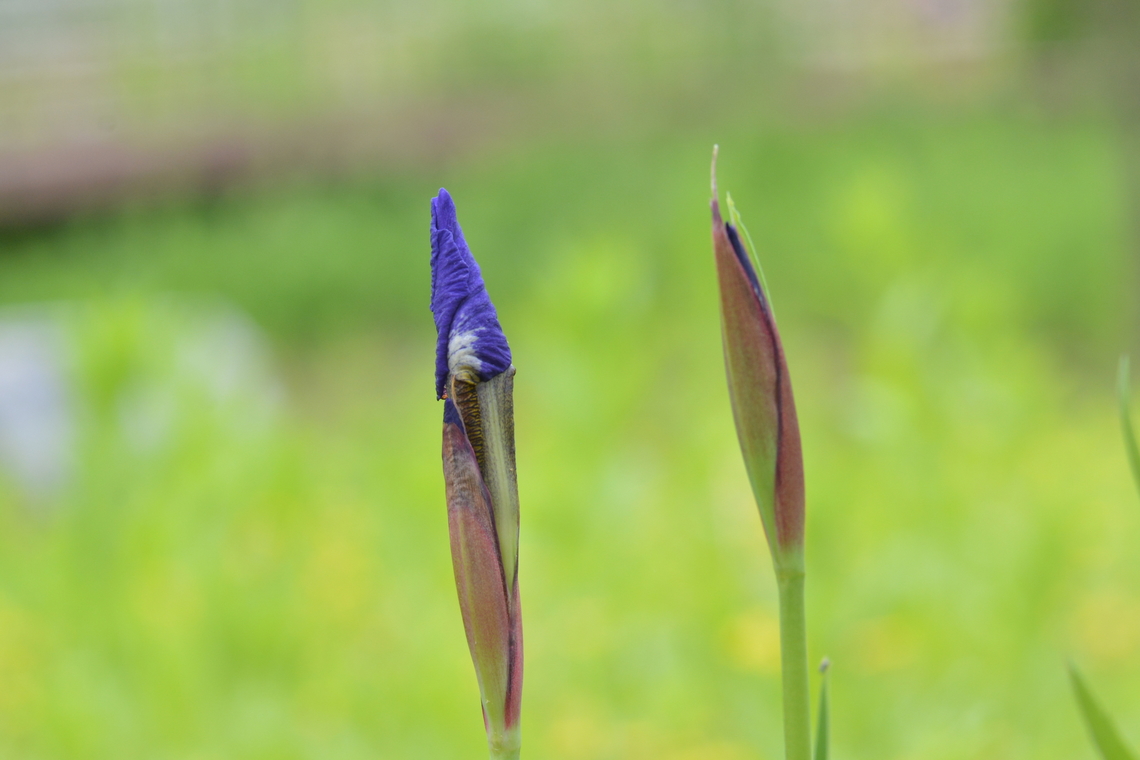 Iris sanguinea, 붓꽃  Geotagged,Iris sanguinea,South Korea,Spring,붓꽃과