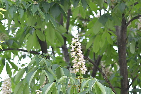 Aesculus turbinata, 칠엽수 horse chestnut Aesculus turbinata,Geotagged,South Korea,Spring,칠엽수