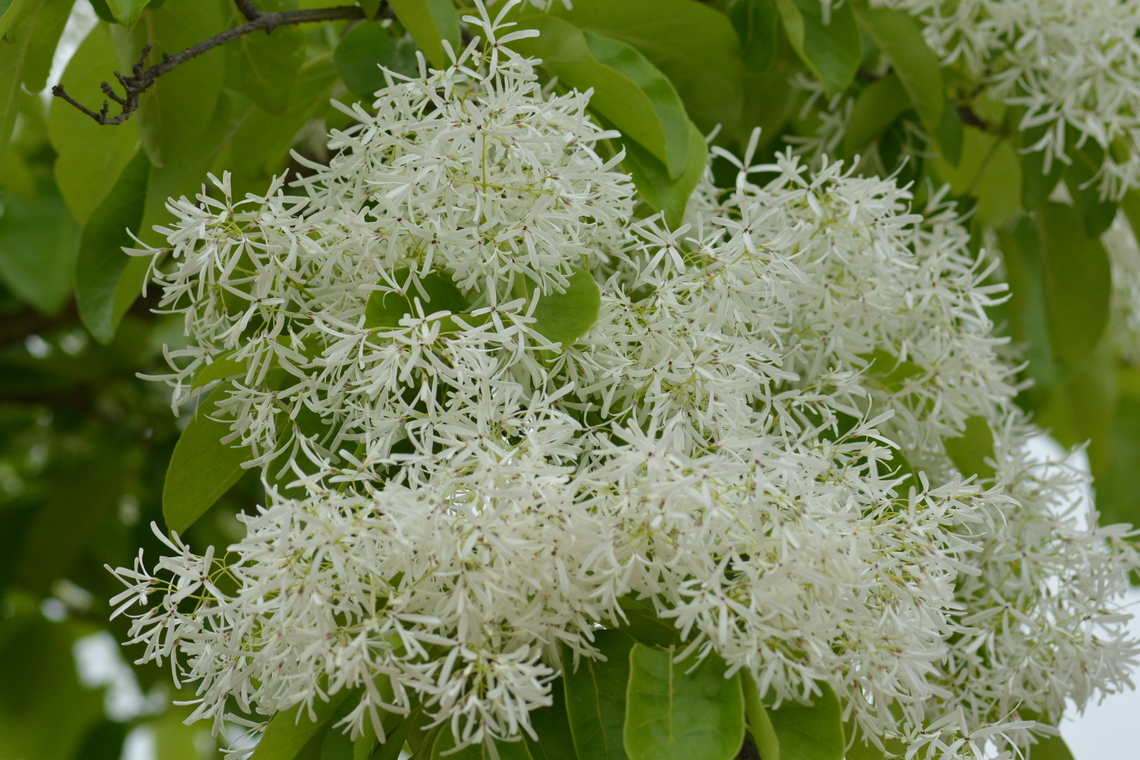 Chionanthus retusus, 이팝나무  Chionanthus retusus,Geotagged,South Korea,Spring,Tassel Tree,이팝나무