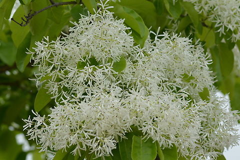 Chionanthus retusus, 이팝나무  Chionanthus retusus,Geotagged,South Korea,Spring,Tassel Tree,이팝나무