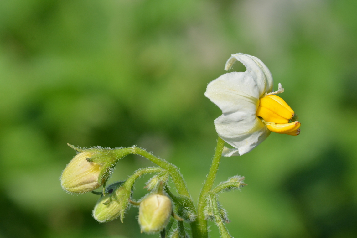 Solanum tuberosum, 감자꽃 Potato flower Geotagged,Potato,Solanum tuberosum,South Korea,Spring,감자꽃