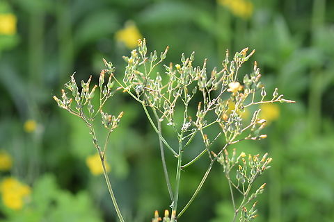 Ixeridium dentatum, 씀바귀 Even it's bitter taste, we, Korean like it as side dish. Geotagged,Ixeridium Dentatum,Ixeridium dentatum,South Korea,Spring,씀바귀
