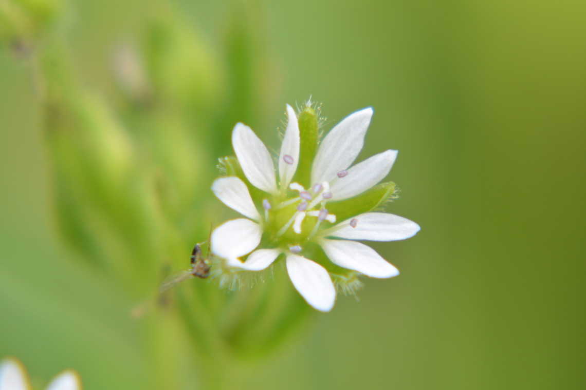 Stellaria aquatica, 쇠별꽃 Water Chickweed. It's real small flower, 4~5mm. Used 3 more lens, 1X, 2X, 4X. Geotagged,South Korea,Spring,Stellaria aquatica,Water Chickweed,쇠별꽃