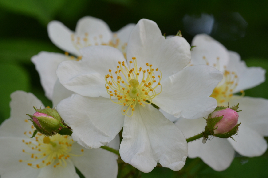 Multiflora rose, 찔레꽃 We have folklore for this flower, so every one like it  Geotagged,Multiflora rose,Rosa multiflora,South Korea,Spring,찔레꽃