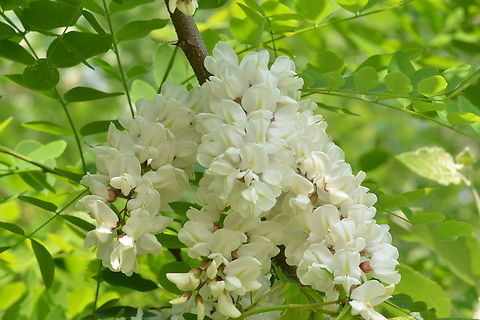 Robinia pseudoacacia,아카시아 It contains a lot of honey. Black locust,Geotagged,Robinia pseudoacacia,South Korea,Spring,아카시아
