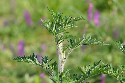 Artemisia vulgaris,인진쑥 We have a legend about Very First Foundation of Korea. 
A group of celestial people came down earth from heaven, 4355 years ago.
They command a bear and a tiger to stay totally dark cave for 100 days only eat mugwort and garlic. 
The tiger can't stand it, so he escaped before 100 days.
The bear, however, followed as what she was told and turned into Woman.
So the leader of the celestial people married her and got a bunch of children.
That is the start of Gojoseon (Old Joseon) Dynasty.  Artemisia vulgaris,Common Mugwort,Geotagged,South Korea,Spring,인진쑥