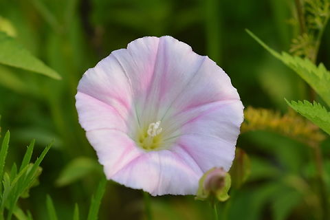 Calystegia sepium,큰메꽃  Calystegia sepium,Geotagged,Hedge bindweed,South Korea,Spring,큰메꽃
