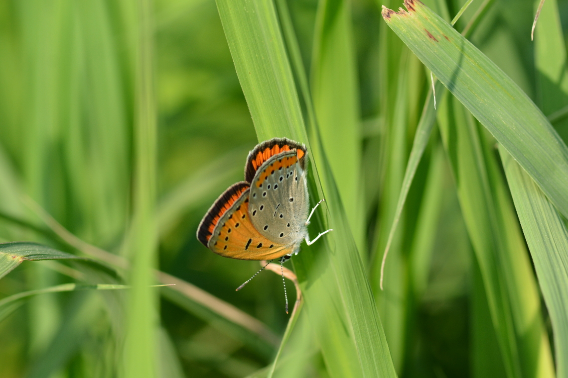Lycaena dispar, 큰주홍부전나비 It's classified into Near Threatened Geotagged,Large Copper,Lycaena dispar,South Korea,Spring,큰주홍부전나비