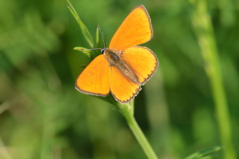 Lycaena virgaureae, 검은테주홍부전나비  Geotagged,Large Copper,Lycaena dispar,South Korea,Spring,검은테주홍부전나비