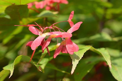 Acer palmatum, 단풍나무꽃  Acer palmatum,Geotagged,Japanese Maple,South Korea,Spring,단풍나무꽃
