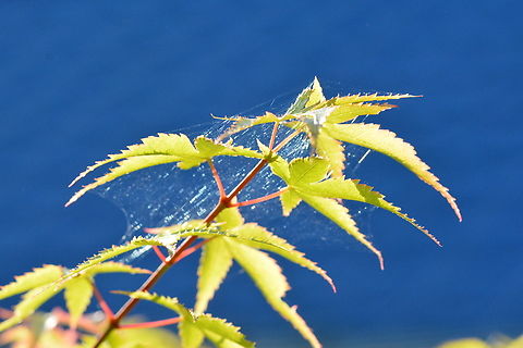 Acer palmatum, 단풍나무  Acer palmatum,Geotagged,Japanese Maple,South Korea,Spring,단풍나무