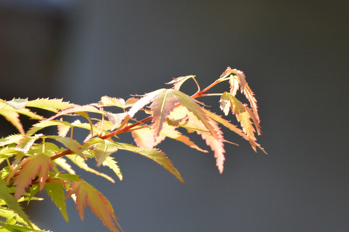 Acer palmatum, 단풍나무꽃  Acer palmatum,Geotagged,Japanese Maple,South Korea,Spring,단풍나무꽃