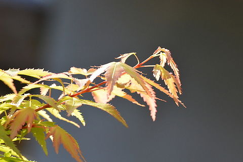 Acer palmatum, 단풍나무꽃  Acer palmatum,Geotagged,Japanese Maple,South Korea,Spring,단풍나무꽃