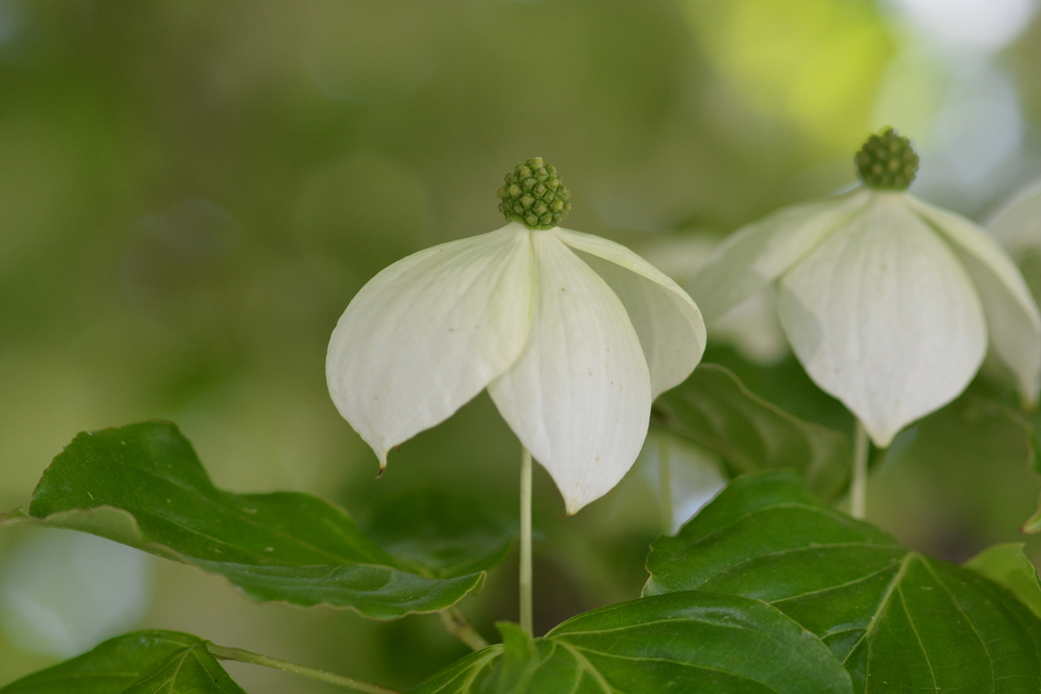 Cornus kousa,산딸나무  Cornus kousa,Geotagged,Kousa dogwood,South Korea,Spring,산딸나무
