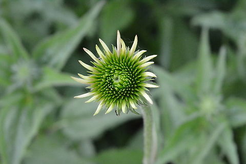 Echinacea  bud, 에키네시아  Echinacea  bud,Echinacea paradoxa,Geotagged,South Korea,Spring,에키네시아