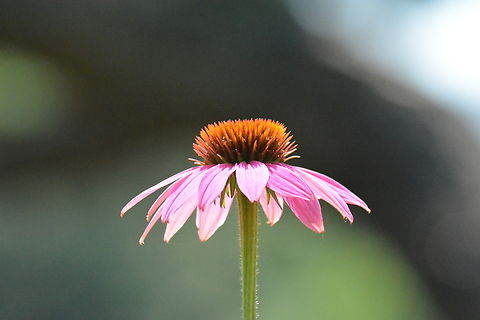 Echinacea purpurea, 아키네시아  Echinacea purpurea,Geotagged,Purple Coneflower,South Korea,Spring,아키네시아