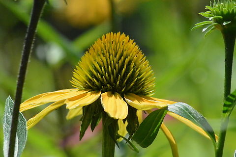 Echinacea paradoxa, 아키네시아  Echinacea paradoxa,Geotagged,South Korea,Spring,아키네시아