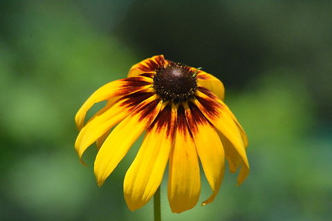 Rudbeckia hirta, 루드베키아  Black-eyed Susan,Geotagged,Rudbeckia hirta,South Korea,Spring,루드베키아