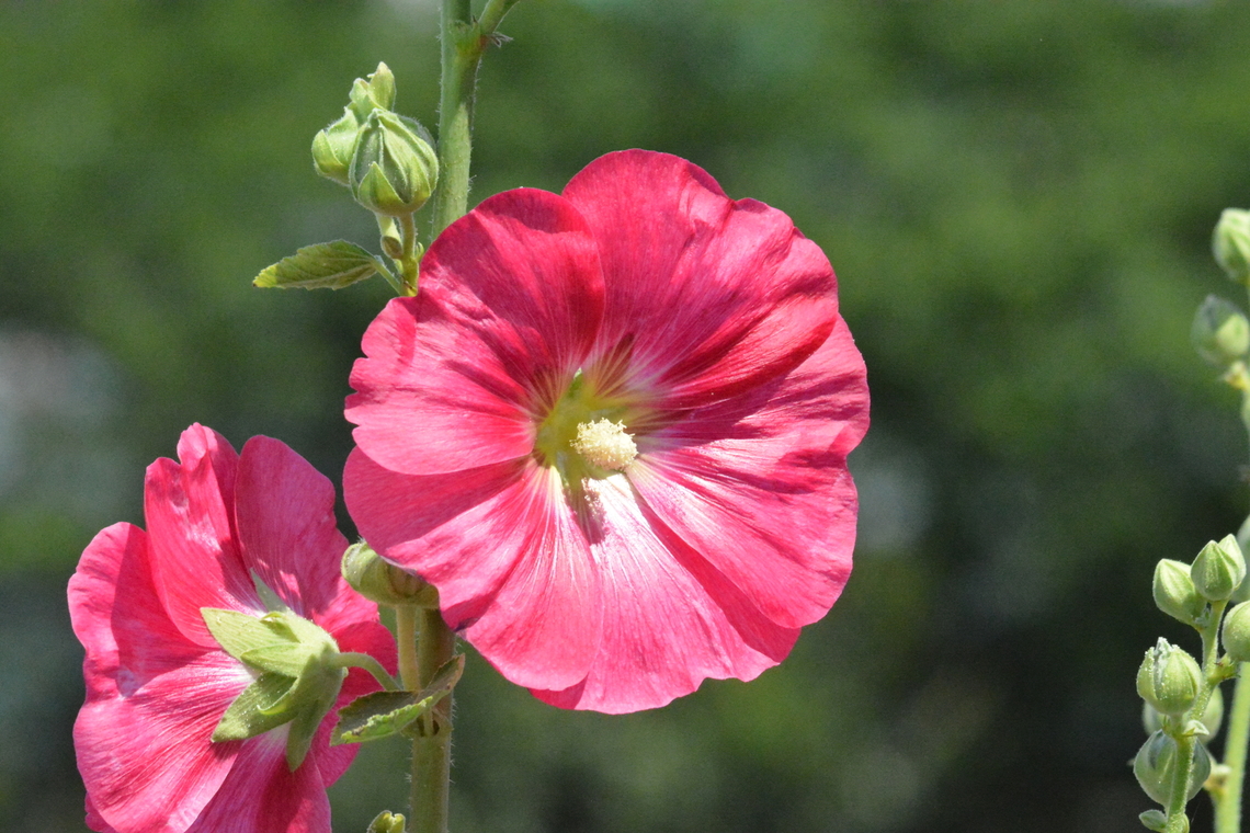 Alcea rosea, 접시꽃  Alcea rosea,Geotagged,Hollyhock,South Korea,Spring,접시꽃