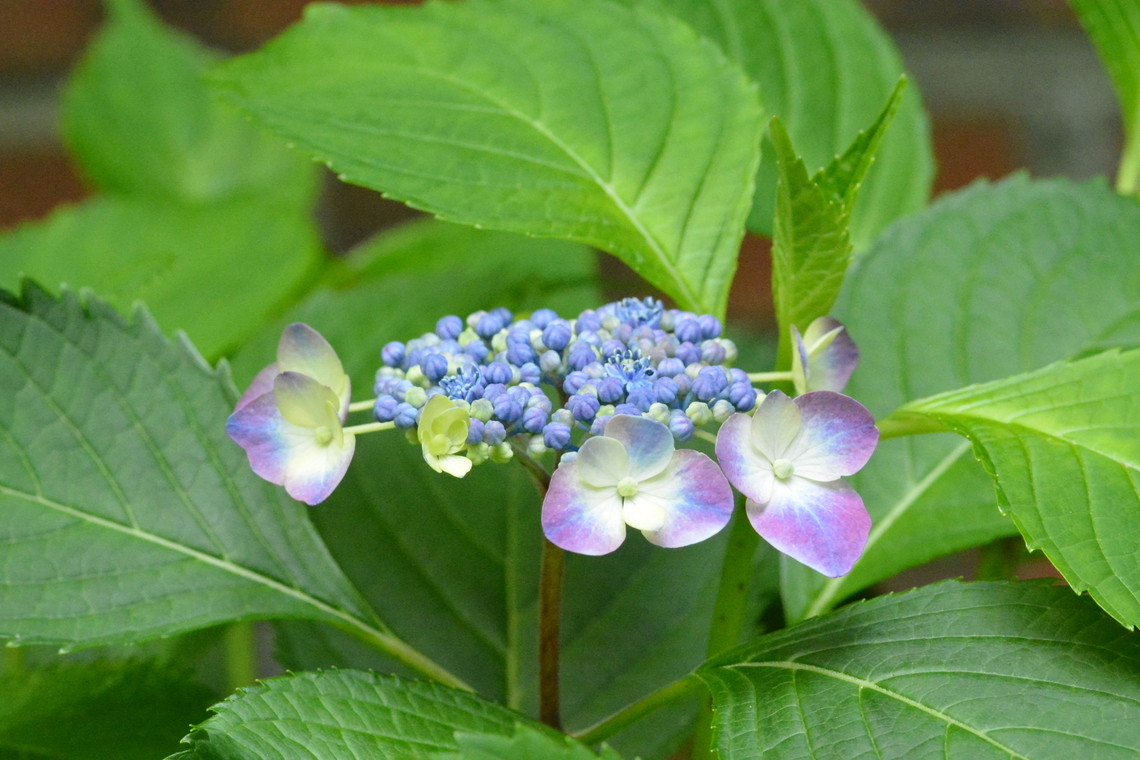 Hydrangea macrophylla, 수국  Geotagged,Hydrangea macrophylla,Mophead Hydrangea,South Korea,Spring,수국꽃
