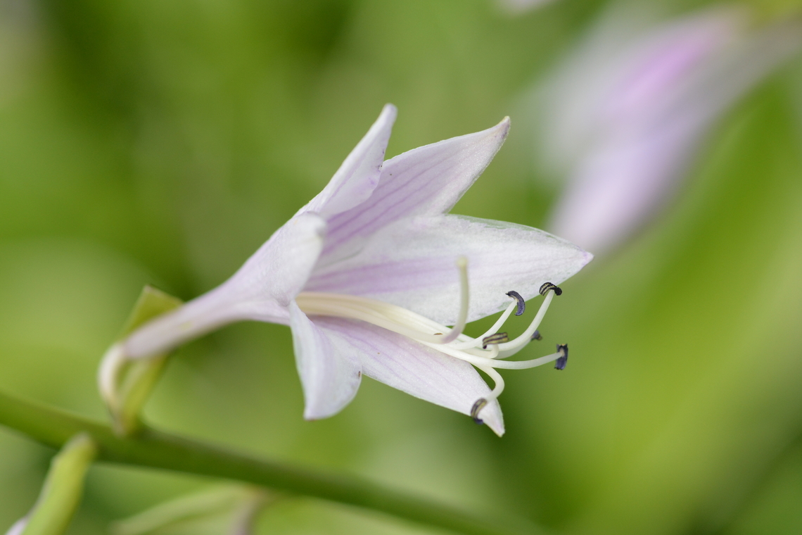 Hosta ventricosa, 비비추  Geotagged,Hosta ventricosa,South Korea,Summer,비비추