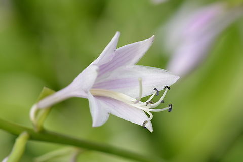Hosta ventricosa, 비비추  Geotagged,Hosta ventricosa,South Korea,Summer,비비추