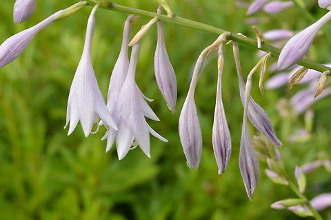 Hosta ventricosa, 비비추  Geotagged,Hosta ventricosa,South Korea,Summer,비비추