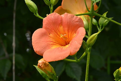 Campsis grandiflora, 능소화  Campsis grandiflora,Geotagged,South Korea,Summer,능소화