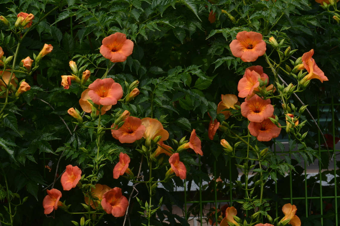 Campsis grandiflora, 능소화  Campsis grandiflora,Geotagged,South Korea,Summer,능소화