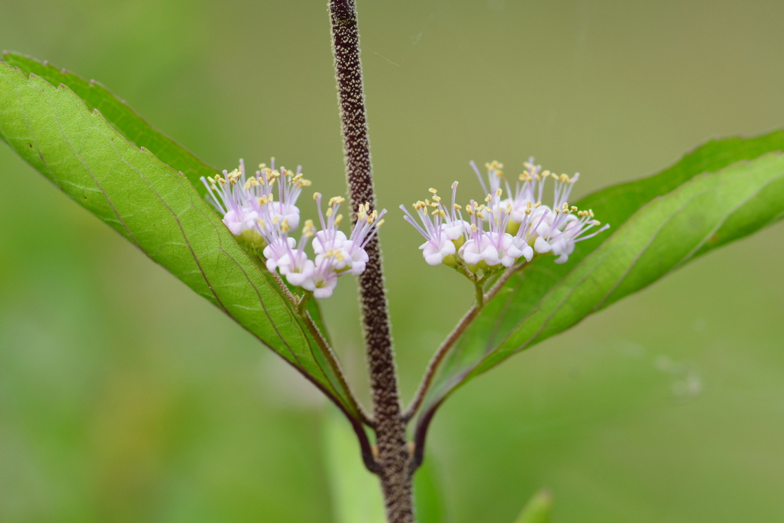 Callicarpa dichotoma, 작살나무  Callicarpa dichotoma,Geotagged,Purple Beautyberry,South Korea,Summer,작살나무