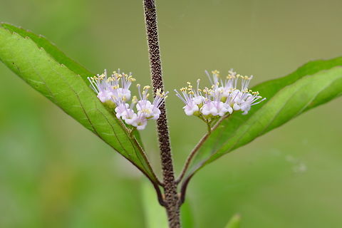 Callicarpa dichotoma, 작살나무  Callicarpa dichotoma,Geotagged,Purple Beautyberry,South Korea,Summer,작살나무
