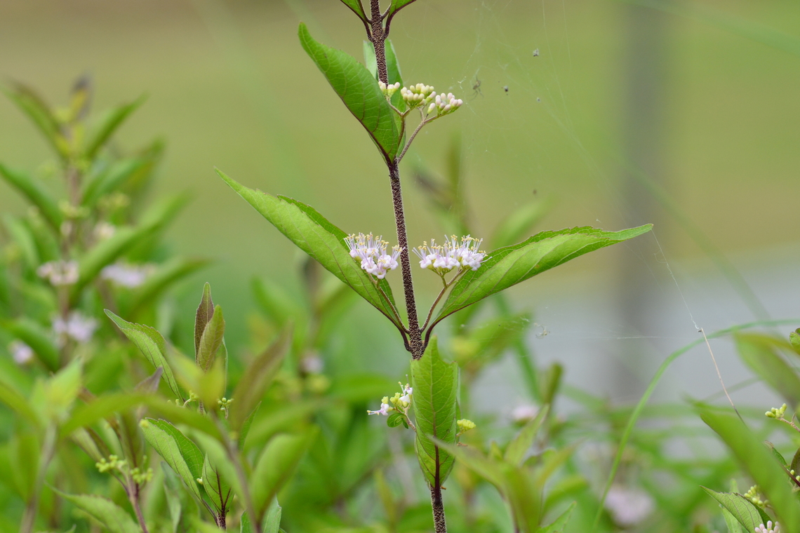 Callicarpa dichotoma, 작살나무  Callicarpa dichotoma,Geotagged,Purple Beautyberry,South Korea,Summer,작살나무