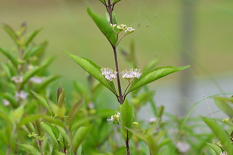 Callicarpa dichotoma, 작살나무  Callicarpa dichotoma,Geotagged,Purple Beautyberry,South Korea,Summer,작살나무